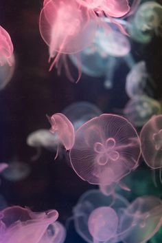 many jellyfish swimming in the water together