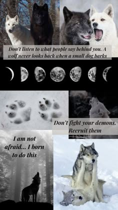 wolfs and their tracks in the snow with caption that reads don't listen to what people see behind you