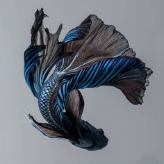 a blue and black fish floating in the air