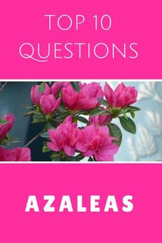 the top 10 questions for azaleas