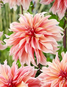 pink and yellow flowers with green leaves in the background