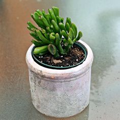 a small green plant sitting in a pot on top of a cement table next to a window