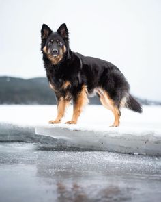 a black and brown dog standing on top of ice