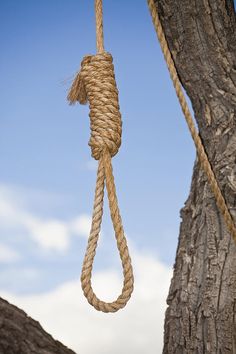 a rope hanging from the side of a tree