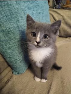 a gray and white kitten sitting on top of a bed next to a blue pillow