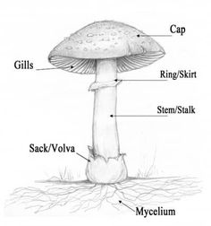 the parts of a mushroom on a white background