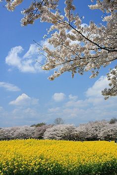 a field full of yellow flowers under a blue sky