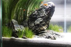 an aquarium with grass and rocks in it