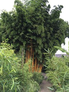 an area with lots of tall bamboo trees and green plants on the side of it