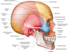 the anatomy of the human skull and its major bones, including the cranil bones