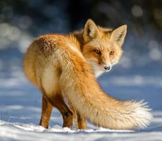 a red fox standing in the snow looking at something