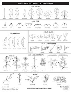 an image of different types of plants and their leaves in yellow, with instructions to draw them