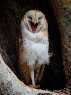 an owl with its mouth open sitting in a hollow