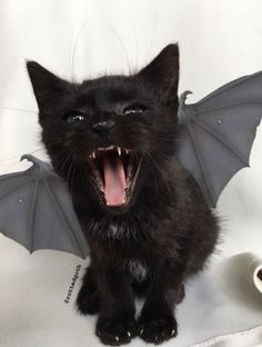 a black kitten with its mouth open and it's teeth wide open, sitting on top of a white sheet