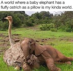 an elephant laying on its back in the grass