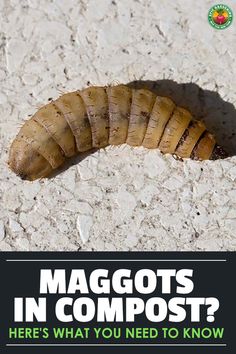 a caterpillar on the ground with text that reads, maggots in compost? here's what you need to know to know