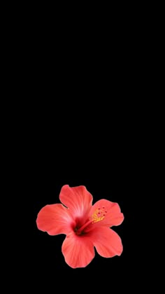 a red flower on a black background with space for the word love written below it