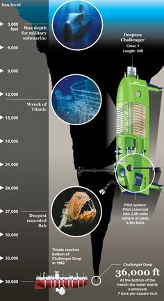 an info poster showing the different types of marine creatures and how they can be used