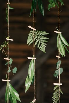 several green plants hanging from strings with wooden pegs