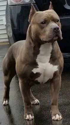 a brown and white pitbull standing in front of a car on a rainy day