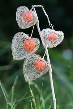 three red berries are attached to the stems of a plant with wire netting on them