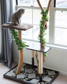 a cat sitting on top of a tree in front of a window with rocks and greenery