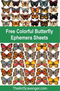 butterflies with the words free colorful butterfly ephemera sheets in green and yellow colors