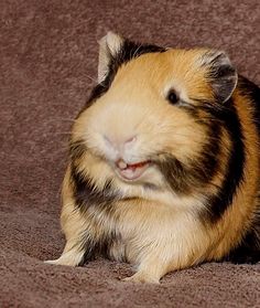 a close up of a small animal on a blanket