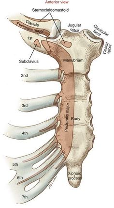 the anatomy of the human neck and shoulder, with labels on each side of it