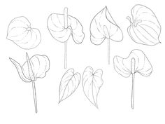 four different types of flowers drawn by hand on a white background, each with one single flower