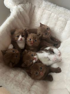 a group of kittens laying in a white chair