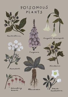 an illustration of various plants and flowers with the words,'poisonous plants '