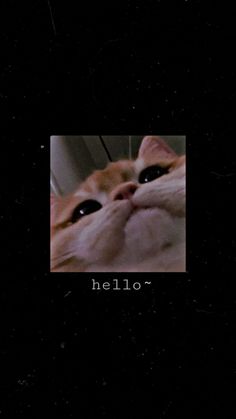 an orange and white cat with the words hello written on it's face, in front of a black background