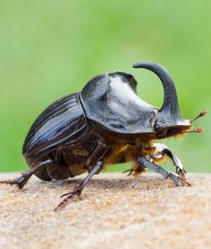 a close up of a beetle on a rock