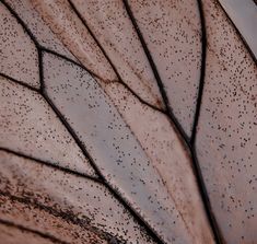 the underside of an umbrella with water droplets on it