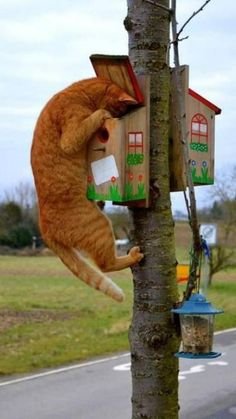 an orange and white cat climbing up the side of a tree to get into a birdhouse