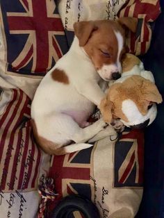 a small brown and white dog laying next to a teddy bear