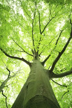 looking up at the top of a tall tree with green leaves on it's branches