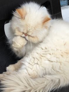 a fluffy white cat laying on top of a black chair with it's eyes closed