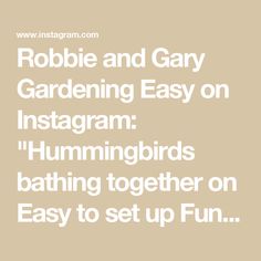 the text robbie and gay gardening easy on instagram hummingbirds bathing together on easy to set up fun