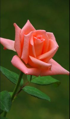 a pink rose with green leaves in the background