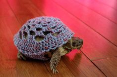 a small turtle wearing a knitted hat