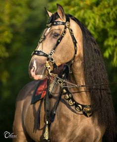 a close up of a horse wearing a bridle with trees in the background