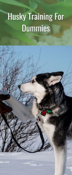 husky training for dummies book cover with black and white dog in the snow