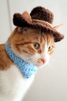 an orange and white cat wearing a brown hat with a blue scarf around it's neck