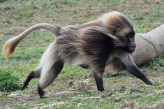 a monkey is standing on its hind legs near a tree trunk in the grass and looking at something