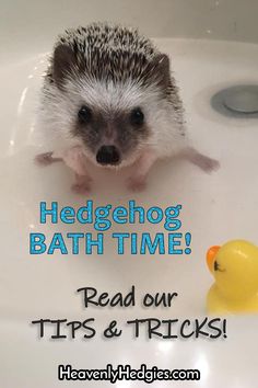 hedgehog bath time read our tips and tricks