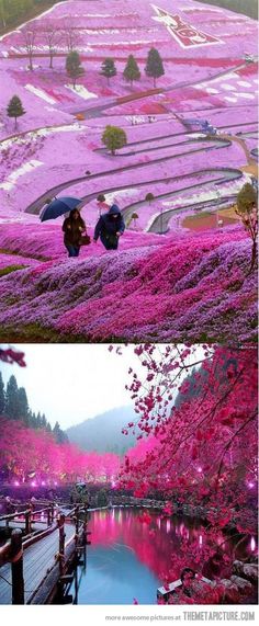 two people sitting under umbrellas in the middle of a field with pink flowers on it