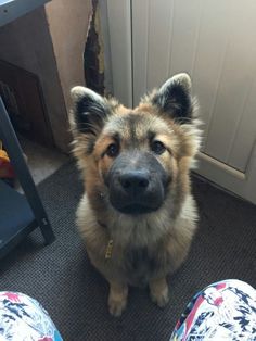 a close up of a dog on the ground near a person's feet and door