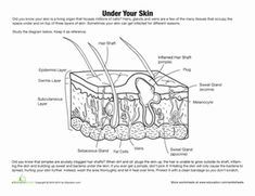 the structure of an animal's skin worksheet